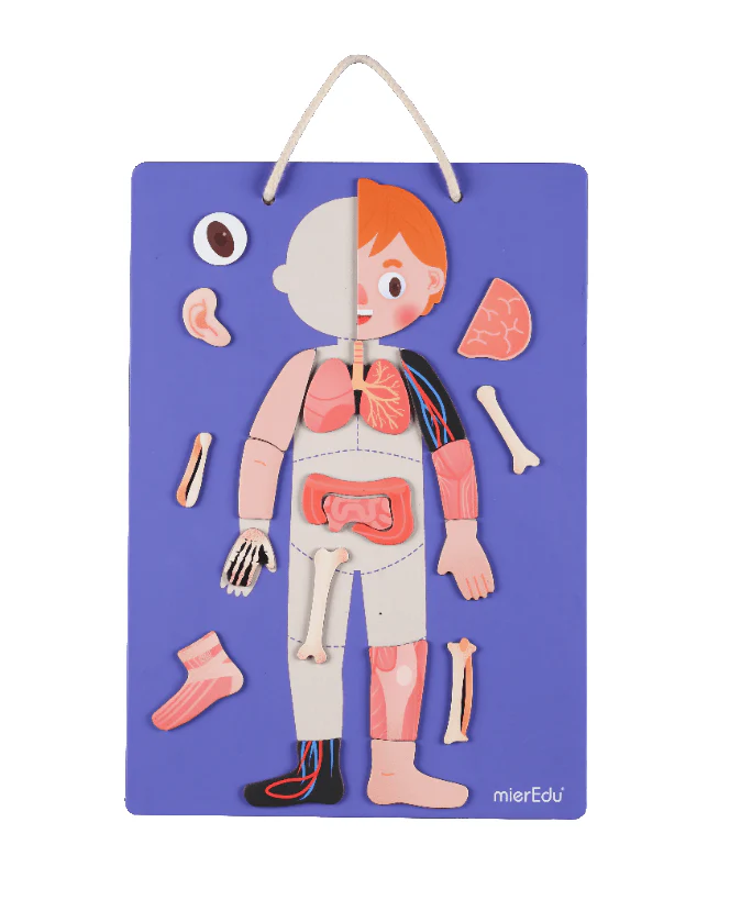 Mieredu Magnetic Kit - My Body + Emotion - Image 7
